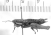 CollectionObject 1525200; 70b37f45-a659-43ce-992e-57acbf3b06be: female, lateral view (syntype of Sitalces robustus). (CollectionObject).