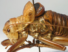 CollectionObject 1520806; 7d75b36a-7497-422a-95cd-14a5ff2f7771: male pronotum, lateral view (paratype). (CollectionObject).