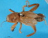 CollectionObject 1575896; f5b4c26c-afc0-4199-a5f7-86b679d4c78a: male, dorsal view (paralectotype). (CollectionObject).