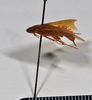 CollectionObject 1553135; 2e9a1ea7-b405-4e40-ae29-1932390f9fd7: copyright NTUC. lateral view (syntype). (CollectionObject).;CollectionObject 1553136; 466b79e0-966e-4969-a1a2-3a25a138e2a2: copyright NTUC. lateral view (syntype). (CollectionObject).