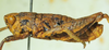 CollectionObject 1498693; 9eac8be5-1853-41f0-a43a-dc098e6bacb8: male, lateral view. (CollectionObject).