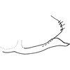 Pygofer, lateral view: Pygofer, lateral view. (Observation).