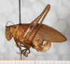 CollectionObject 1532240; NMW 4097, ba366356-2ada-4d9c-8576-41b04694daf4: female, lateral view (syntype). (CollectionObject).