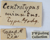 Other on Pogonella minuta (Goding, 1903): (Observation).