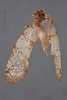 Habitus, dorsal view: !! display not done !! on Brixia natalicola (Stål, 1855): (Observation).
