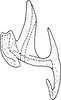 Aedeagus, lateral view: Aedeagus (A. parvula Boh.), lateral view. (Observation).