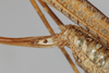 CollectionObject 1505902; dc81cfb3-7470-4947-9e55-0cfebf6205ae: female, lateral view (holotype). (CollectionObject).