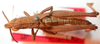 CollectionObject 1543632; 386a3472-eab0-4769-a464-256b6220c5f4: male, dorsal view (lectotype). (CollectionObject).