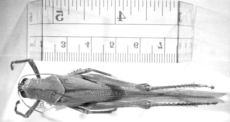 female, dorsal view (holotype). Depicts CollectionObject 1525032; 2838af18-afca-4532-ab9d-533bdbff64c4, a CollectionObject.
