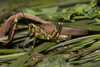 CollectionObject 1849082; 7c8965b0-c3de-4198-b502-ef6ecef0aaeb, Unioeste Cascavel K-0434: Male, in vivo. Lateral view. (CollectionObject).