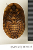 Monastria biguttata (Thunberg, 1826): Copyright Natural History Museum, London. Holotype (female nymph) of synonym Tarraga guttiventris Walker, 1868 in BM(NH). Ventral view. (Otu).