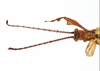 CollectionObject 1584348; CC ANIC Database No. 15 000074, 35145325-2a22-4ba4-8890-38ac04956134: copyright CSIRO, Canberra. male: head & thorax, dorsal view (holotype). (CollectionObject).