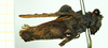 CollectionObject 1585753; 45ed60c5-c47a-475f-a777-9b22e97eda0a: female, lateral view (syntype). (CollectionObject).