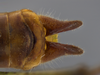 male terminalia, dorsal view. Depicts CollectionObject 1593109; cc75ce1d-9086-4339-95a2-127555517233, a CollectionObject.