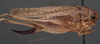CollectionObject 1506474; ac61894d-93b1-43dc-97ce-55de53a5dcea: female, lateral view (paratype). (CollectionObject).