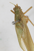 CollectionObject 1505680; df0675dc-4ce9-4dab-9c22-3278b448f2d5: male, dorsal view (syntype). (CollectionObject).