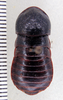 Pilema scapter (Rehn, 1922) now Pilema fornicata (Saussure & Zehntner, 1895): Photo by Heidi Hopkins. dorsal habitus. (Otu).