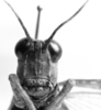 CollectionObject 1501494; fdfb6e0e-0ab3-4bb1-8a90-14cb65f83796: photo C.S. Carbonell. female, frontal view (syntype). (CollectionObject).