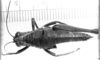 CollectionObject 1521357; 34909319-6304-49ed-87ca-5f6c9dbb7bd9: Image, Carbonell, C.S. at the British Museum, 1970. female, dorsal view (holotype or syntype of Ommatolampis peruviana). (CollectionObject).