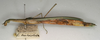 CollectionObject 1561928; c4706a78-5a43-491b-8956-9dbabee3a5fb: copyright NMW, Vienna. female, lateral view (syntype). (CollectionObject).;CollectionObject 1561929; 70ef2fef-fba0-4791-9ebf-12cfba3ae33b: copyright NMW, Vienna. female, lateral view (syntype). (CollectionObject).