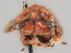 Head on Eudonica nanella Albertson, 2005: (Observation).