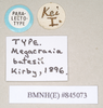CollectionObject 1559744; 6d4dd64e-e290-4b65-838e-4d78707a72fd, NHMUK(SF IMPORT DUPLICATE) 845073-845074: copyright Natural History Museum, London. female data labels (paralectotype). (CollectionObject).