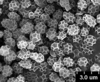 Brochosomes on Cuerna alpina Oman & Beamer, 1944: CR457 | U.S.A., Wyoming, Fremont Co., 11mi N of Shoshoni on Hwy. 20, roadside, R. Rakitov [#04-10-2], 25 Apr 2004 | INHS. (Observation).