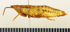 CollectionObject 1518461; 961b6896-6c30-4723-9b12-da5c32fc77c7: female, lateral view (holotype). (CollectionObject).