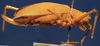 CollectionObject 1517321; a62e69a9-33bb-4cbd-9b31-68bbf7e13bcb: female, lateral view (holotype). (CollectionObject).