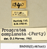CollectionObject 1573069; 43641197-c450-436f-adcf-48a6a7c528a0: Copyright Natural History Museum, London. Labels from non-type (adult female) in BM(NH). (CollectionObject).