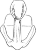 Aedeagus, ventral view: !! display not done !! on Psammotettix maritimus (Perris, 1857): Aedeagus, ventral view. (Observation).