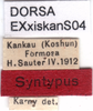 CollectionObject 1537620; 4f18bf68-3f81-4b87-aaaa-e0f789169992: labels (syntype). (CollectionObject).