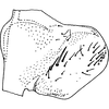 Pygofer, lateral view on Diomma (Diomma) katoi Dworakowska, 1981: Pygofer (D. katoi Dwor.). (Observation).