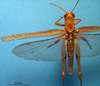 CollectionObject 1538324; 6bf2dd5d-ee97-4301-844d-a9f342dab482: male, ventral view (holotype of Abracris coelestre). (CollectionObject).