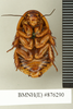 CollectionObject 1573027; 063a966d-445d-4542-974d-9a4041b303e5: Copyright Natural History Museum, London. Non-type (adult male) in BM(NH). Ventral view. (CollectionObject).