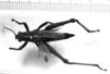 CollectionObject 1518630; a54aa526-e123-4daf-9d56-bf76767d57af: Image, Carbonell, C.S. at the British Museum, 1970. male, dorsal view (holotype of Agriacris ferox). (CollectionObject).