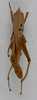 CollectionObject 1518109; 5a89cda0-551b-448e-8817-21a2ffb9994b, NHMUK010362943: female, dorsal view (holotype). (CollectionObject).