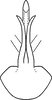 Aedeagus, ventral view on Erythridula harpax (Beamer, 1930): Aedeagus, ventral view. (Observation).