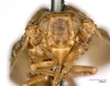 Head on Exoma viduatum Melichar, 1902 now Exoma robusta (Uhler, 1901): (Observation).