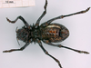 female, ventral view (syntype of Eugaster guyoni inornata). Depicts CollectionObject 1530830; cb9f8682-9805-4f07-9557-06b3ea4399e2, a CollectionObject.