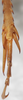 CollectionObject 1531294; fbe28d45-cd33-41f3-83e9-6911d6b896b3: male, apex of right hind tibia, dorsal view. (CollectionObject).