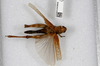 CollectionObject 1520101; 695931d8-774b-43e0-9f60-1e072bd372a9: female, dorsal view (holotype). (CollectionObject).