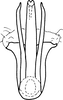 Aedeagus, ventral view on Drabescus vitreus Schmidt, 1926: Aedeagus, ventral view. (Observation).