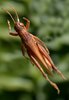 Leiotettix politus Rehn, 1913: female. (Otu).