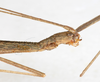 CollectionObject 1560979; NMW 225, c4456121-0477-475e-b2ba-d2612656ced1: copyright NMW, Vienna. male: head, lateral view (holotype). (CollectionObject).