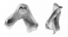 Ceuthophilus (Geotettix) fusiformis Scudder, 1894: Figs. 75-75a. epiphallus, typical. (Otu).