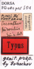 CollectionObject 1505463; 78796ab4-9fdd-41a6-8af7-95529d19c3a8: labels (syntype of Oecanthus parvulus). (CollectionObject).