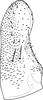 Subgenital plate, ventral view on Erythria manderstjernii (Kirschbaum, 1868): Subgenital plate. (Observation).