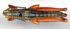 CollectionObject 1518363; 984d6aa7-1f32-4292-a79c-2d5aeeb3d882: male, dorsal view (lectotype of Orthacris fusiformis). (CollectionObject).