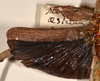 CollectionObject 1557423; a67660e4-0f78-4b4e-af9a-2536327852b6: copyright OUMNH. female wings (syntype). (CollectionObject).